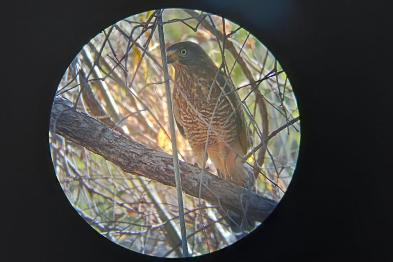 Huatulco: Observación de aves y búsqueda en Huatulco