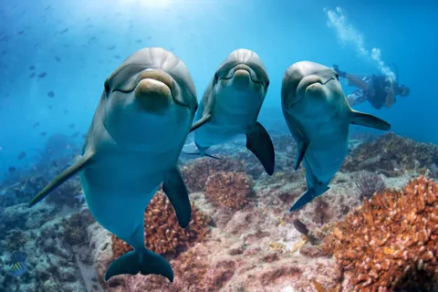 Hurghada: Delfinsafari og snorkleeventyr med frokost