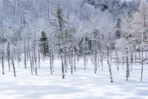From Sapporo: Snow Fun, Shirahige Falls & Ningle Terrace