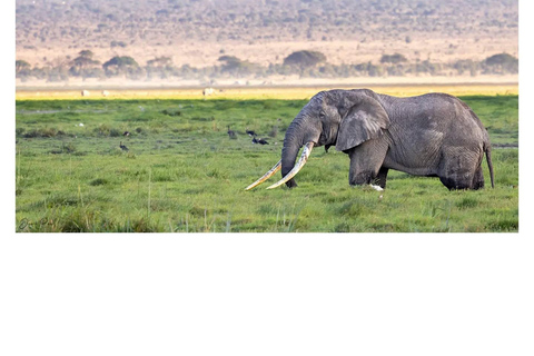 7-dagars safari i Kenya och Tanzania