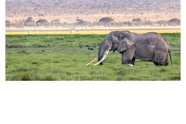 7-dagars safari i Kenya och Tanzania