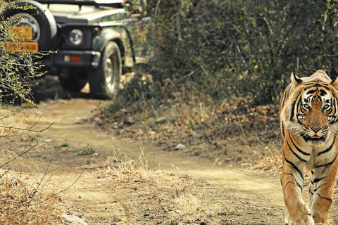 From Delhi : India's Golden Triangle with Tiger Safari