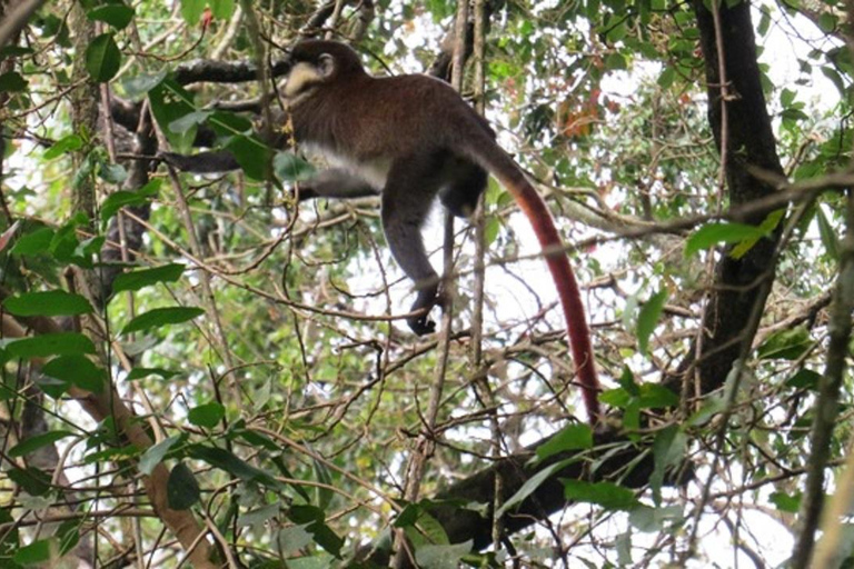 Kakamega Bos: Vogelsafari