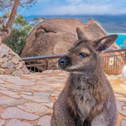 Hobart: Wineglass Bay, Freycinet Park, and Richmond Tour
