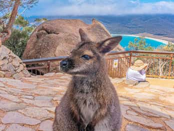 Hobart: Wineglass Bay, Freycinet Park e Richmond Tour
