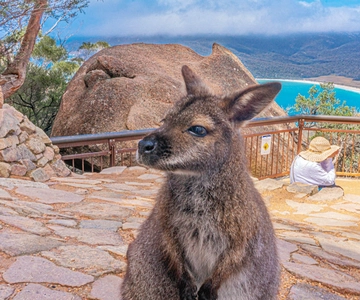 Hobart: Wineglass Bay, Freycinet Park, and Richmond Tour