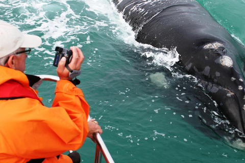Excursion d'une journée sur la route des baleines