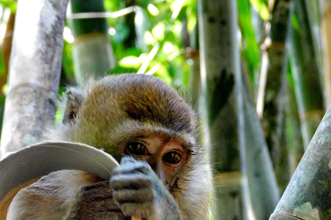 Khao Sok Jungle Day Trip - Jungle Trekking & Bamboo Rafting