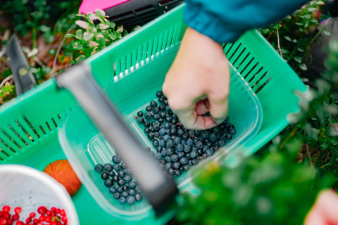 Rovaniemi: Arctic Wild Berry & Mushroom Foraging and Tasting