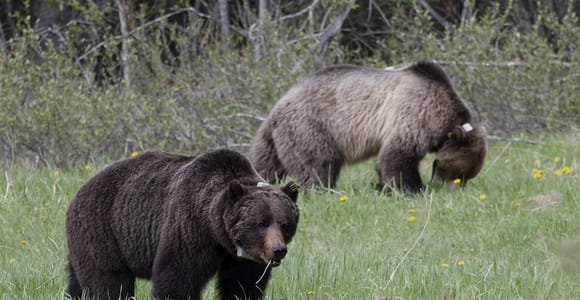 Banff & Kananaskis: Biologist-Led Bear Country Wildlife Hike