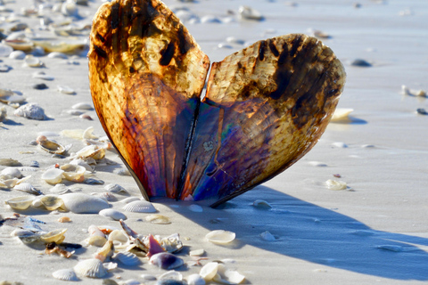 From Naples, FL: Marco Island Mangroves Kayak or Paddle Tour Easy Ride Pedal Kayak Tour