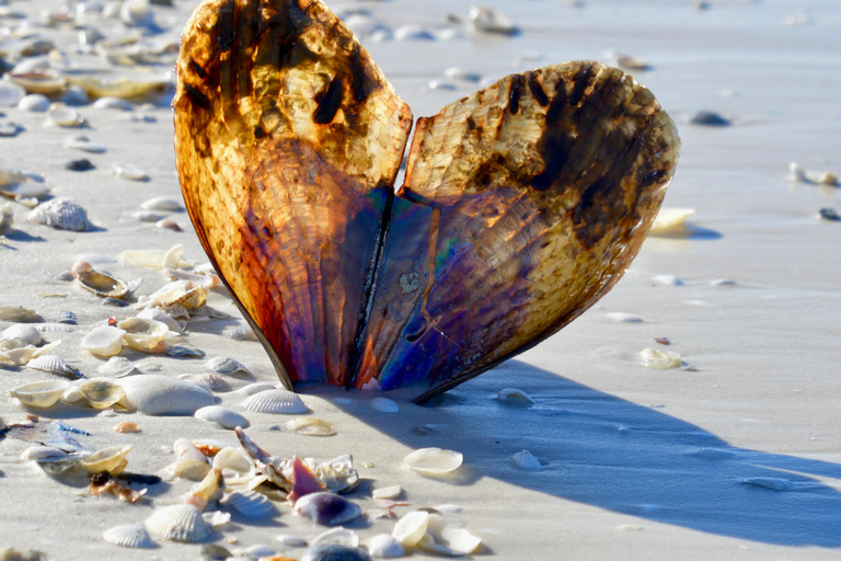 From Naples, FL: Marco Island Mangroves Kayak or Paddle Tour Easy Ride Pedal Kayak Tour