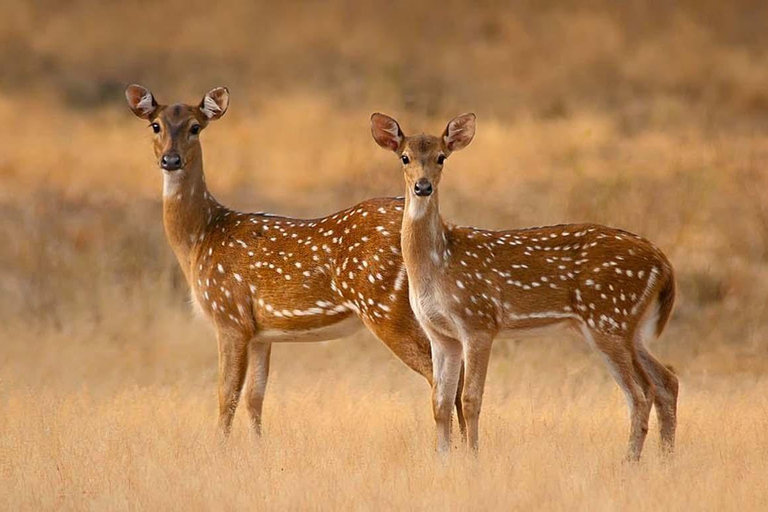 Safari de elefantes em Udawalawe e visita ao Transit Home, tudo incluídoTudo incluído/Recolha em Colombo e Negombo