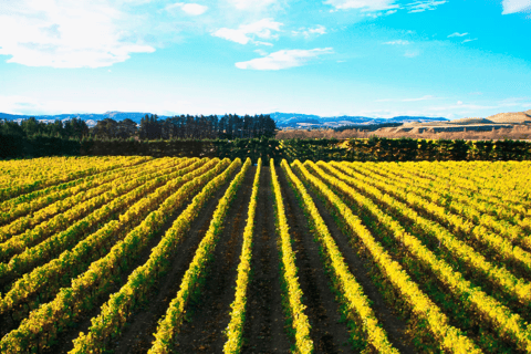 Christchurch: Waipara Wine Trail with Lunch Included