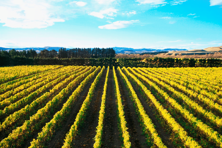 Christchurch: Waipara Wine Trail with Lunch Included