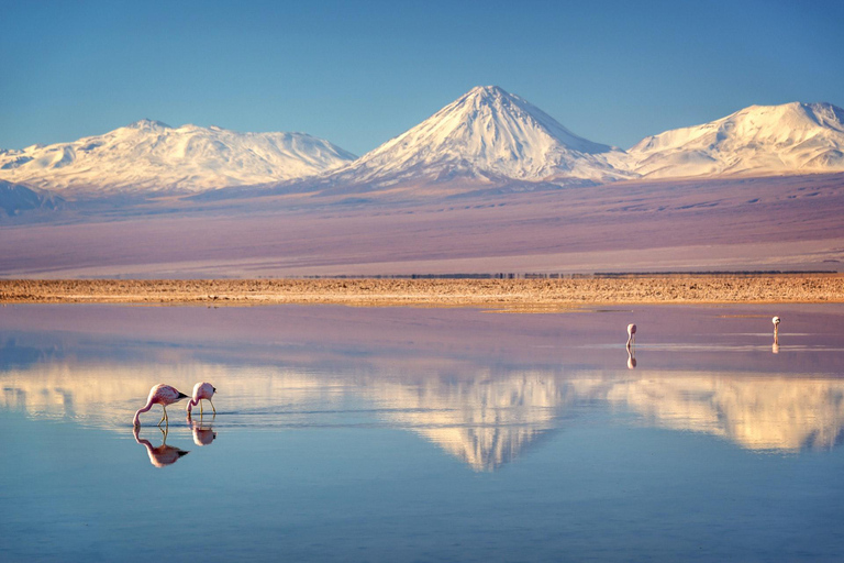 Salt flats, colorful lagoons 3d 2n Tour + Transfer San Pedro