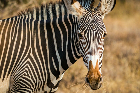 Safari na Reserva de Samburu: A natureza selvagem indomável do norte do Quénia