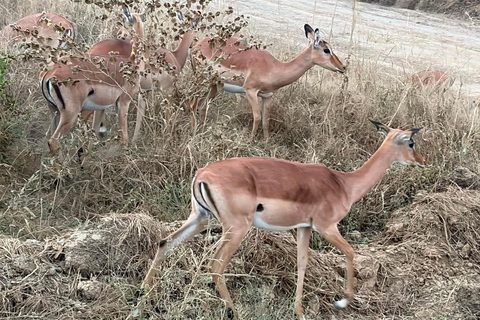 From Zanzibar: 2-Day Mikumi National Park Safari with Train