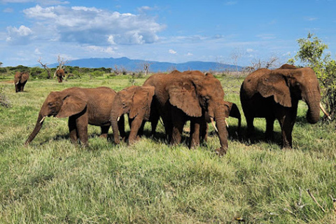 Arusha: Lake Manyara National Park Full-Day Tour