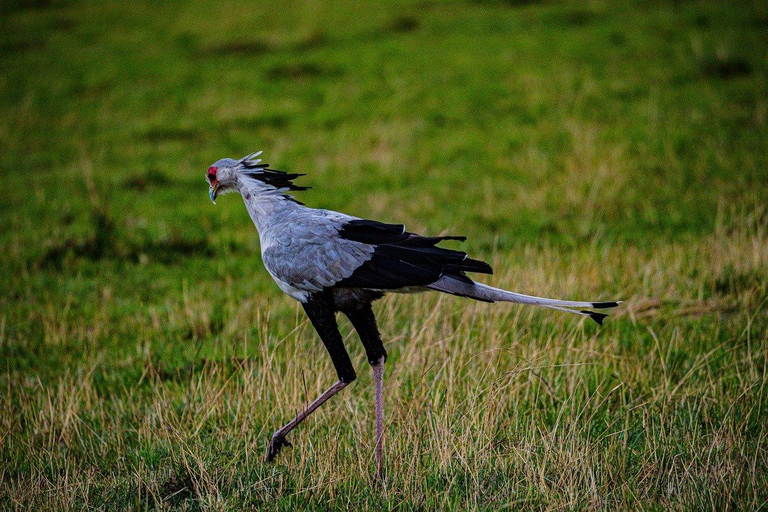 Half day Morning/afternoon tour to Nairobi National park