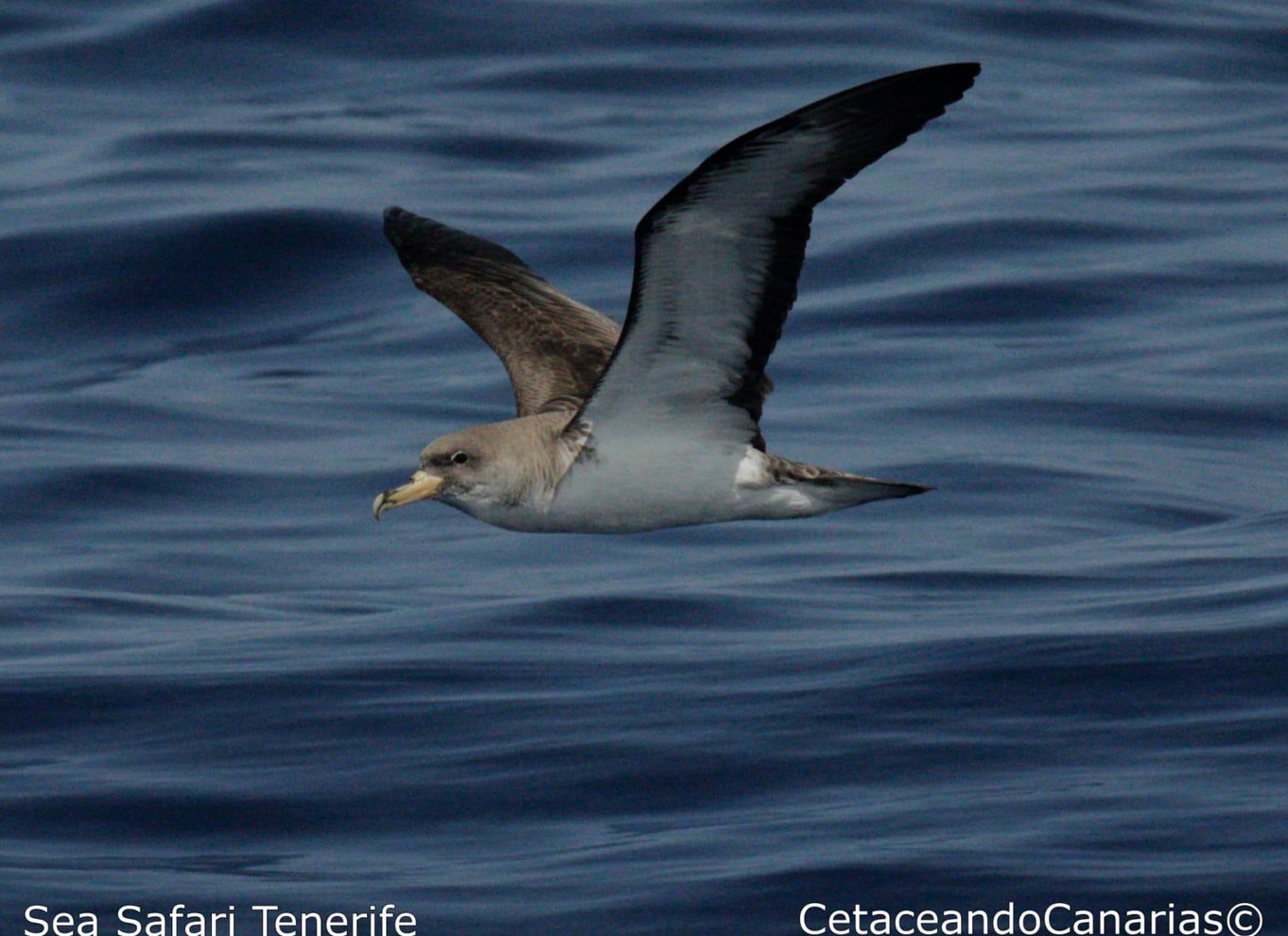 Puerto Colon: Speedbådscruise med delfin- og hvalsafari