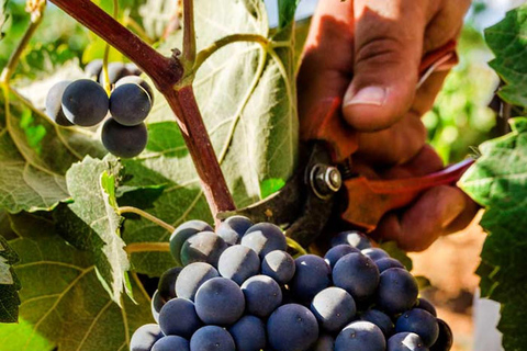 Valencia: tour dei vigneti, degustazione di vini locali e aperitivoValencia: tour dei vigneti, degustazione di vini locali e stuzzichini