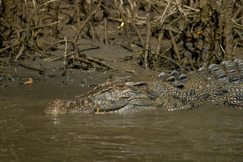 Cape Tribulation: Daintree, Mossman Gorge i Port Douglas...