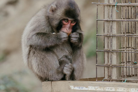 Kyoto: Arashiyama Day Tour with Train, Boat, and Onsen