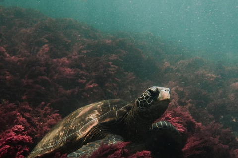 From Isabela Island: Tintoreras Boat Tour & Lunch