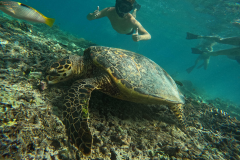 gili snorkling tour &amp; turtle sanctuary (go pro photoshoot)