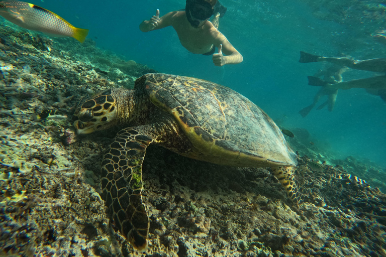 gili snorkling tour &amp; turtle sanctuary (go pro photoshoot)