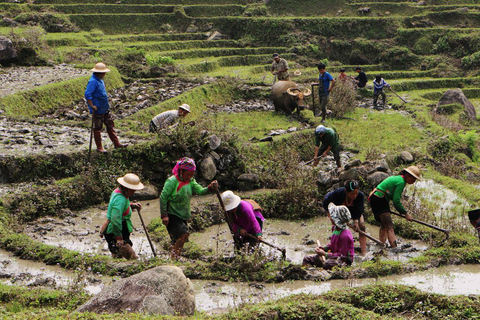 Trekking à la découverte de Sapa avec hébergement culturel en option