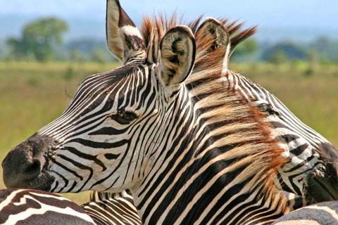 Daressalam: 5-tägige Safari im Süden