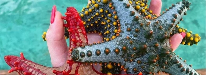 Zanzibar : visite privée du lagon bleu et plongée avec tuba parmi les étoiles de mer