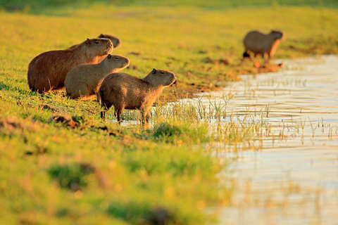 Diepgaande Amazone-ervaring - 4 dagen in het regenwoud