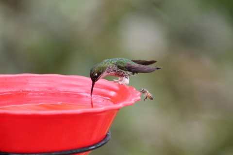 Cali: Hummingbird Paradise on Earth Cali: Hummingbird Watching and Photography