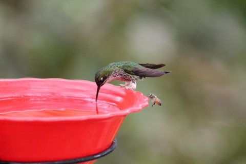 Cali: paraíso terrenal de los colibríesCali: Observación y fotografía de colibríes