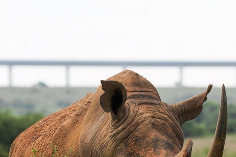 Nairobi National Park Half Day/Full Day Game Drive