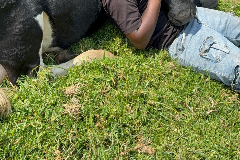 From Kigali: Bigogwe Cow Experience, Hiking & farm with Meal