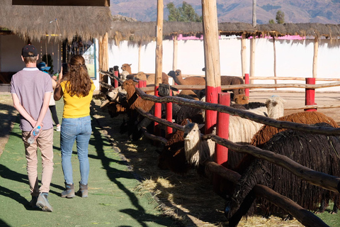 Camelid Center Visit in Cusco: Alpacas, Culture & Weaving