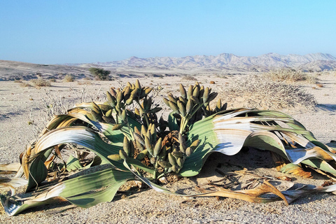 Walvis Bay: Moon Landscape Sunrise Photo Tour
