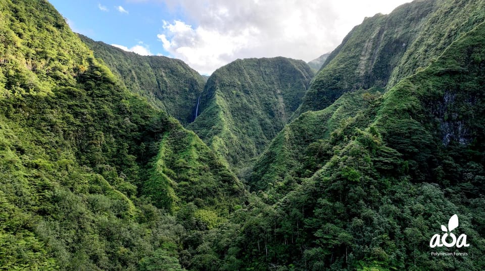 Tahiti : Journée Immersion Nature & Plantation d'un Arbre – Vallée Sacrée