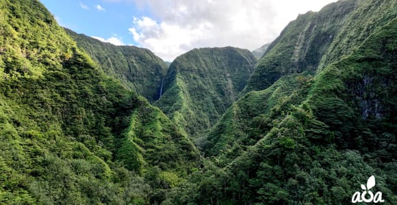 Tahiti: Nature Immersion Day & Tree Planting – Sacred Valley
