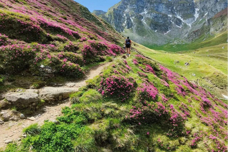 Brasov: Carpathians Trail Running Tour with Guide