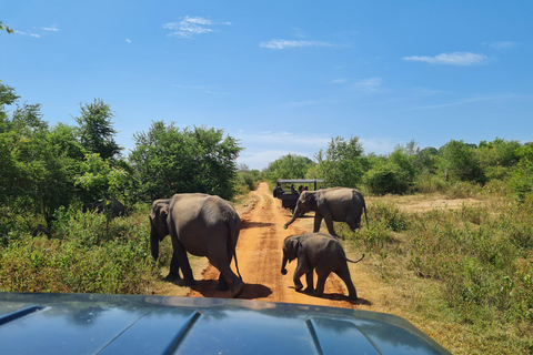 Transfer Ella naar Mirissa/Galle/Hikkaduwa in Udawalawa Safari