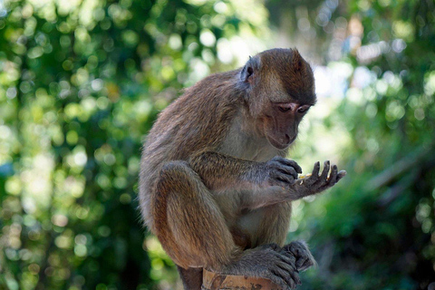 Cebu: Oslob Whale Sharks, Tumalog Falls & Monkey Sanctuary Oslob Whale Sharks, Tumalog Falls & Monkeys – Small Group