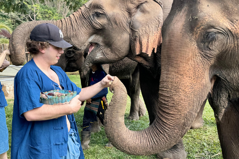 Chiang Mai Tour: Bua Tong Sticky Waterfall & Elephant Care Private tour : Sticky Waterfalls & Elephant Care in English