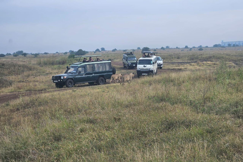 Parc national de Nairobi : promenade nocturne avec prise en charge gratuite