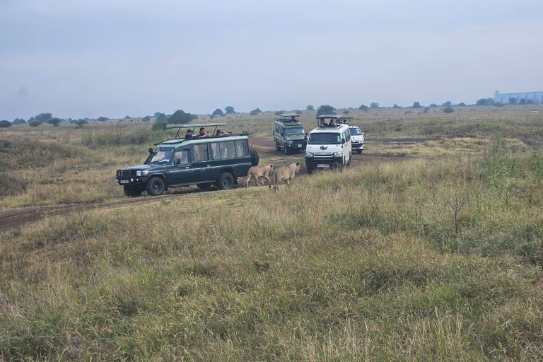 Parc national de Nairobi : promenade nocturne avec prise en charge gratuite