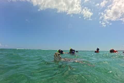 Baie d'Akumal : snorkeling au sanctuaire des tortues avec photos